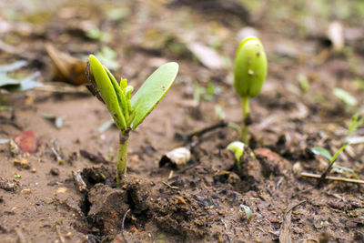 Close-up of small plant growing on field