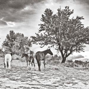 Horses grazing on field