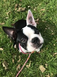 Close-up portrait of boston terrier on grassy field during sunny day