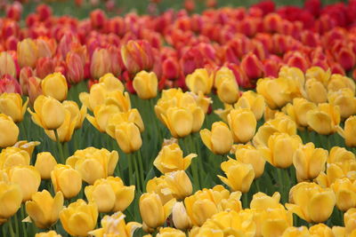 Close-up of yellow tulips