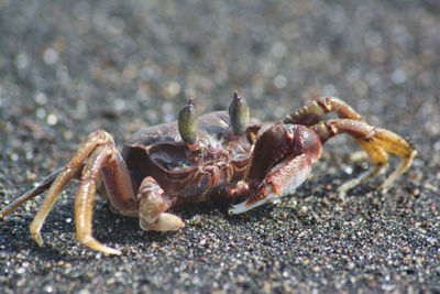 Close-up of crab on beach