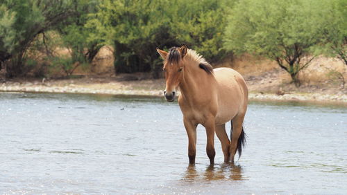 Horse standing in a lake