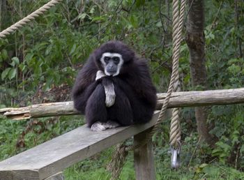 Monkey sitting on wood in forest