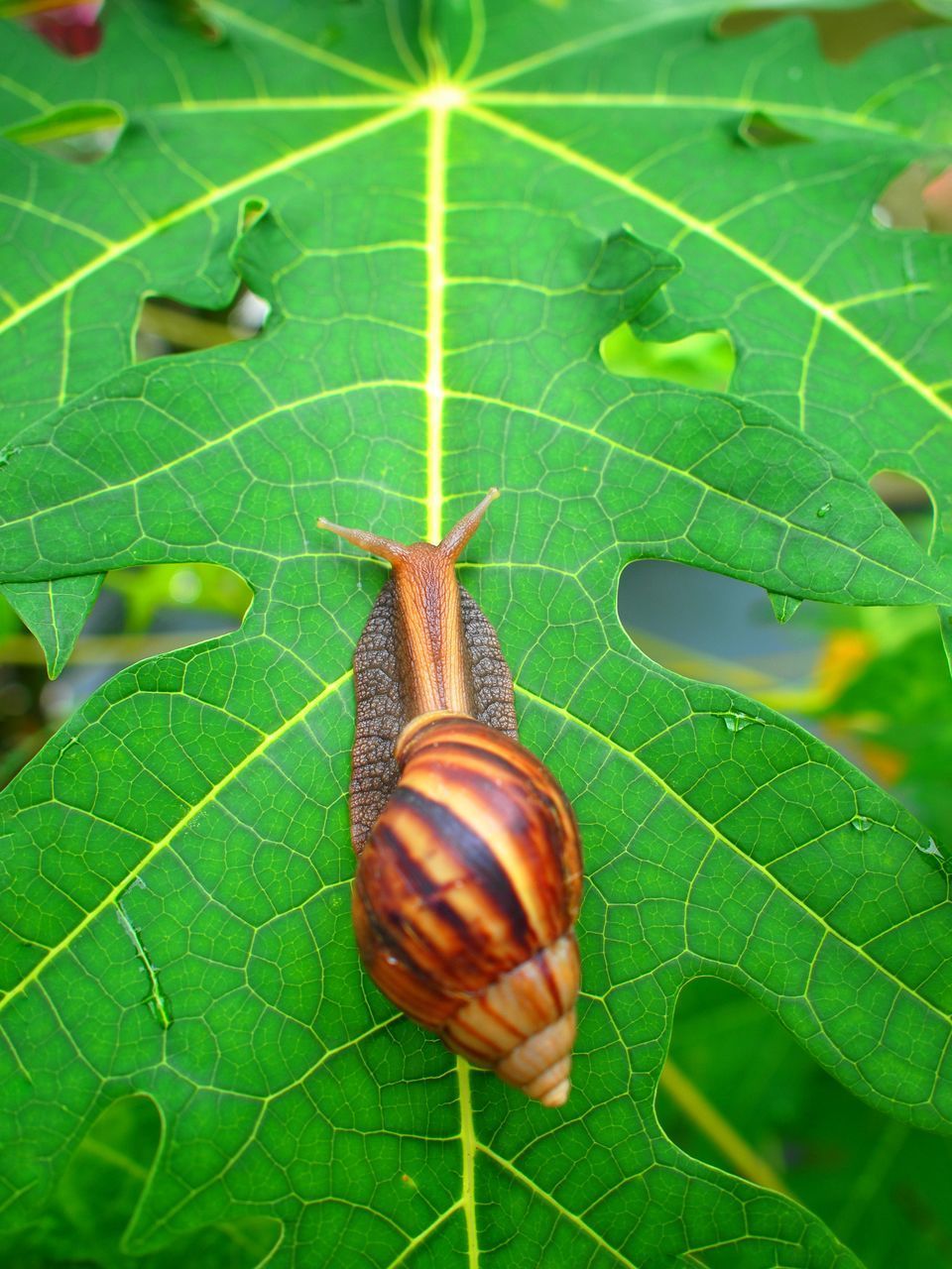 CLOSE-UP OF SNAIL ON PLANT