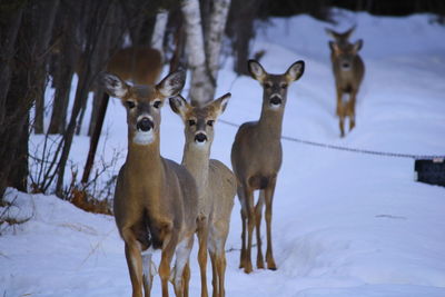 Deer standing on snow covered field