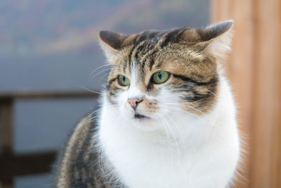 Close-up of a cat looking away