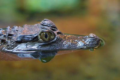 Close-up of alligator in pond