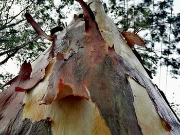 Low angle view of tree