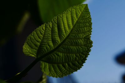 Close-up of fresh green leaves against sky