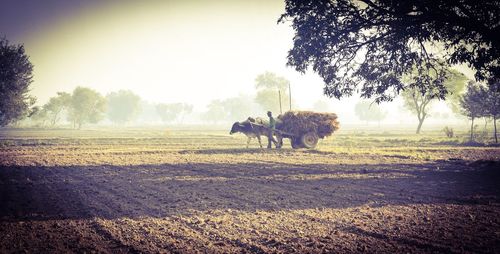 Horse on landscape against sky at sunset