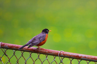 Bird perching on a fence