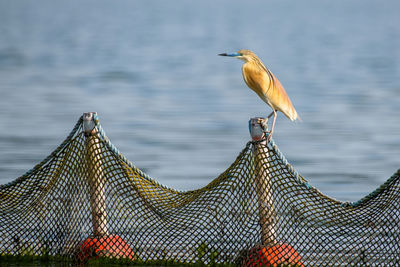 Close-up of seagull perching on wooden post against sea