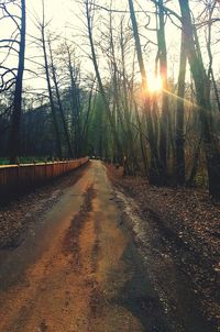 View of trees in forest during sunset