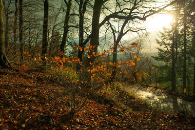 Sun shining through trees in forest