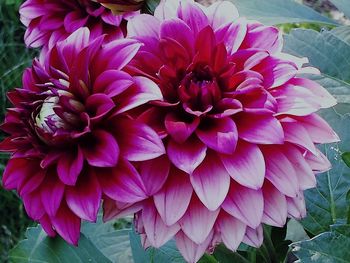 Close-up of dahlia blooming outdoors