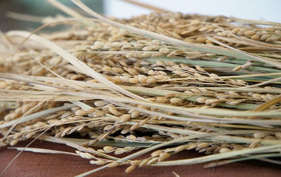 Close-up of wheat