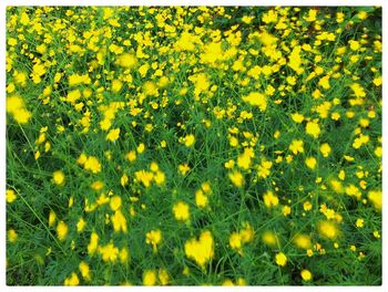 Close-up of yellow flowers blooming in field