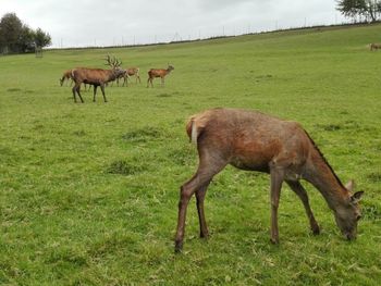 Horses grazing in a field