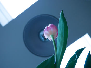 Close-up of pink tulip