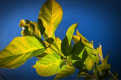 Close-up of yellow leaves against blue sky