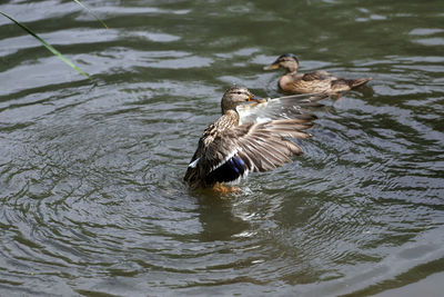 Ducks swimming in lake