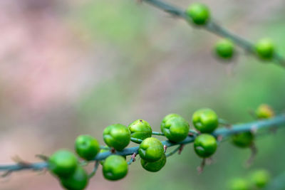 Close-up of fruits growing on tree