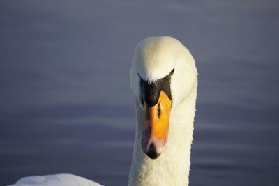 Close-up of swan in lake