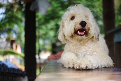 Portrait of a dog
