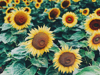 Close-up of sunflower