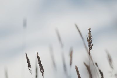 Close-up of stalks in field against sky