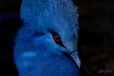 Close-up of a bird