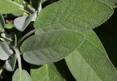 Full frame shot of leaves