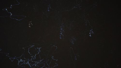 Star field against sky at night