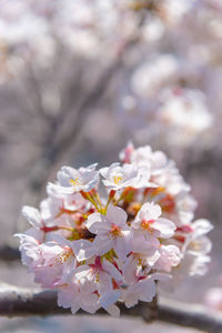 Close-up of cherry blossoms