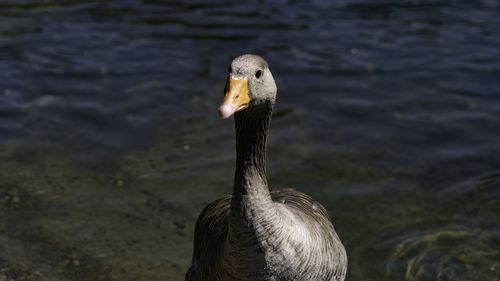 Close-up of bird in water