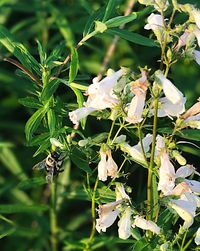 Close-up of insect on plant