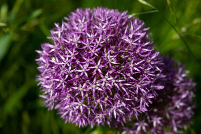 Close-up of purple flowering plant