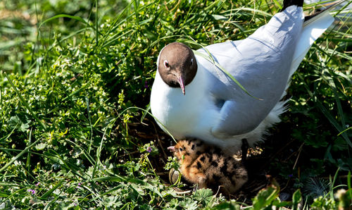 Close-up of a bird on field