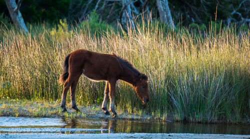 Side view of horse drinking water