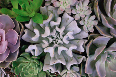 High angle view of flowering plants