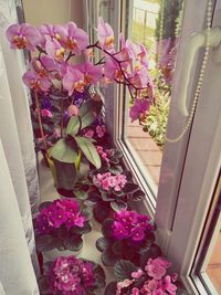 Pink flowers on window at home
