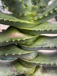 Full frame shot of succulent plant