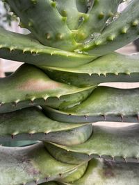 Full frame shot of succulent plant