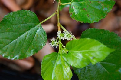 Close-up of fresh green leaves