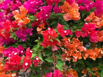 Close-up of flowers blooming outdoors