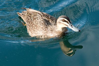 Duck swimming in lake