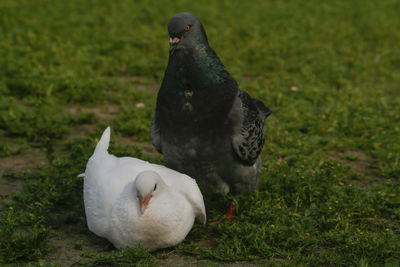 Pigeons in a field