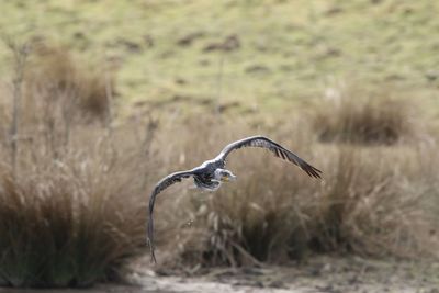 Cormorant  flying over a  lake