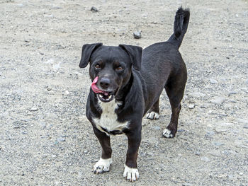 Small black dog licks its lips and looks at the photographer