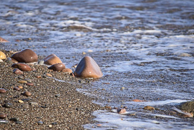 Close-up of shells on beach